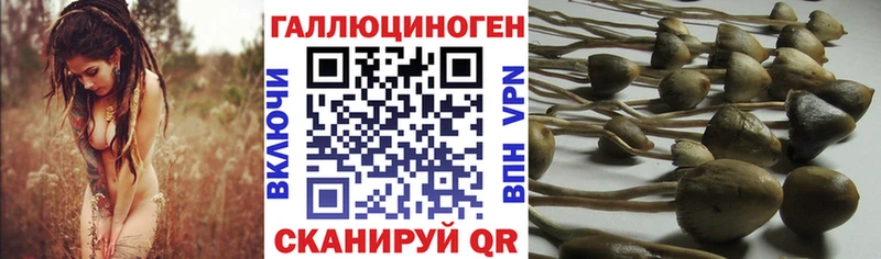 Галлюциногенные грибы Psilocybine cubensis  наркошоп  Алейск 